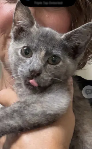 Jill (MUST BE ADOPTED W JENNA)