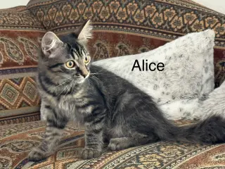 Alice