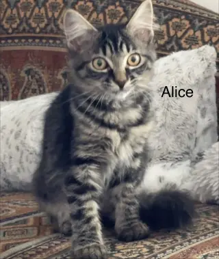 Alice