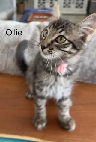Ollie