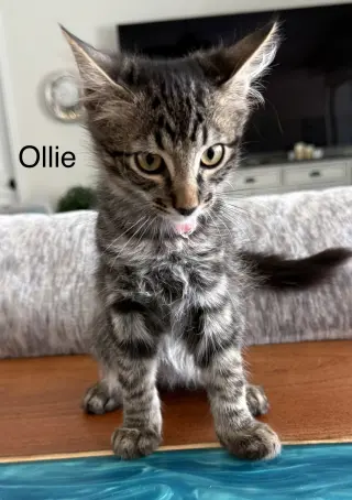 Ollie
