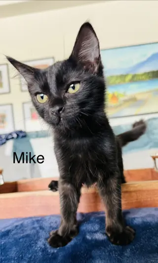 Mike