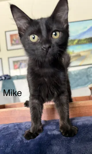Mike