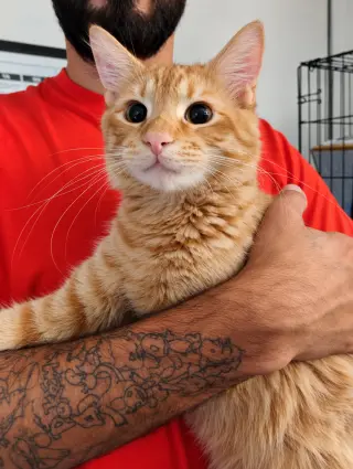 Newman ( Kat)