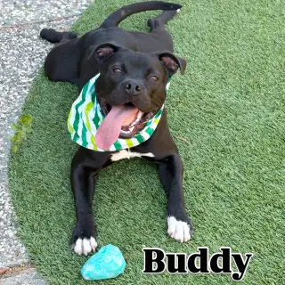 Buddy