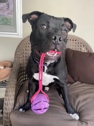 Buddy