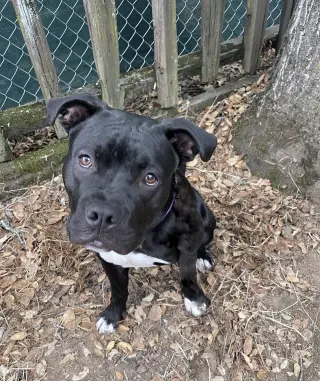 Buddy