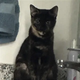 Suki Sue