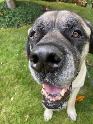 Norman