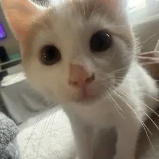 Puff