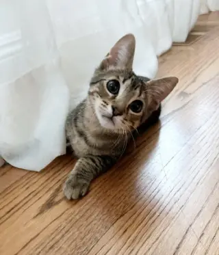 TABBY - 12 week old  playful kitten needs a friend