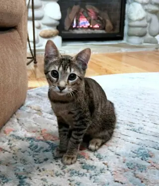 TABBY - 12 week old  playful kitten needs a friend