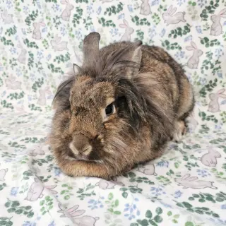 Malcomb (bonded to Cami)