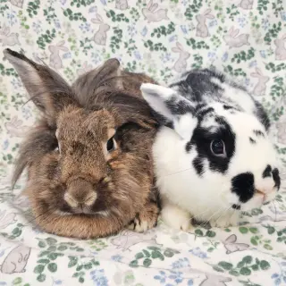 Malcomb (bonded to Cami)