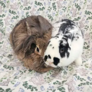 Malcomb (bonded to Cami)