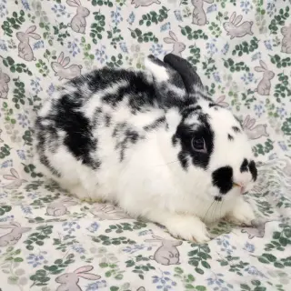 Cami (bonded to Malcomb)