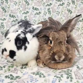 Cami (bonded to Malcomb)