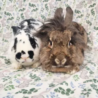 Cami (bonded to Malcomb)