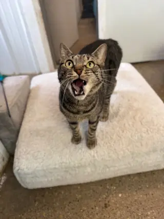 Tiger - SPONSORED