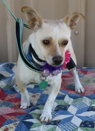 Layla