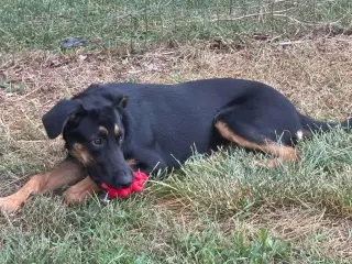 Ruby: not at the shelter (Alan)