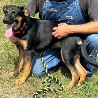 Ruby: not at the shelter (Alan)