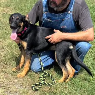 Ruby: not at the shelter (Alan)