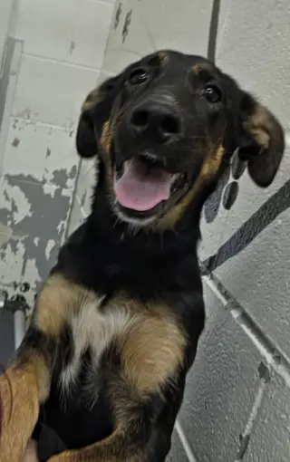 Ruby: not at the shelter (Alan)