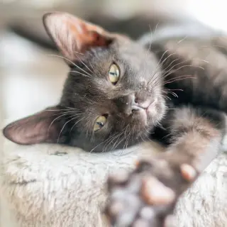 Jiji