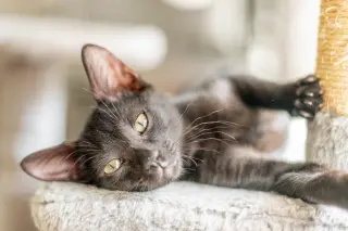 Jiji