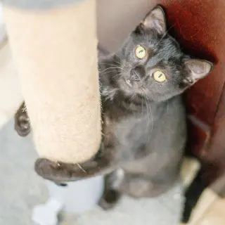 Jiji