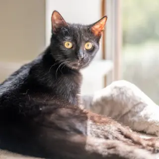 Jiji