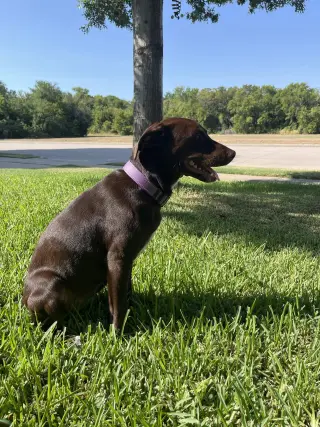 Savannah