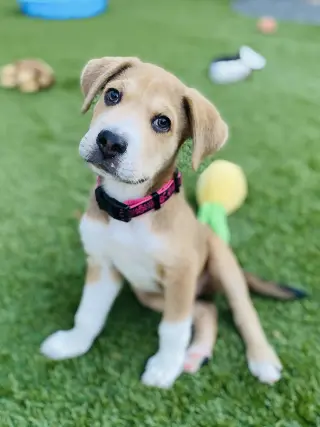 Clyde