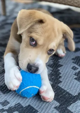 Clyde