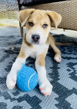 Clyde
