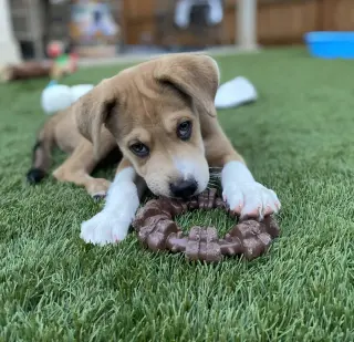 Clyde