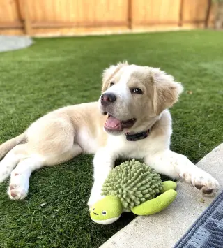 Bonnie
