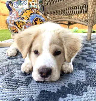 Bonnie