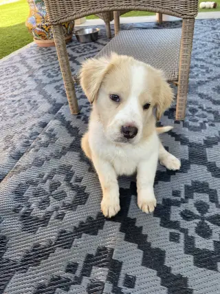 Bonnie