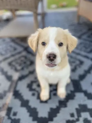 Bonnie