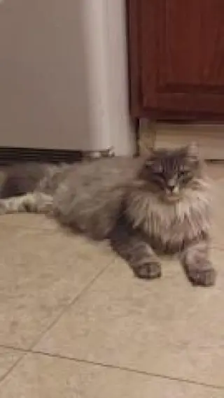 Pamela