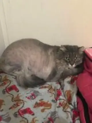 Pamela