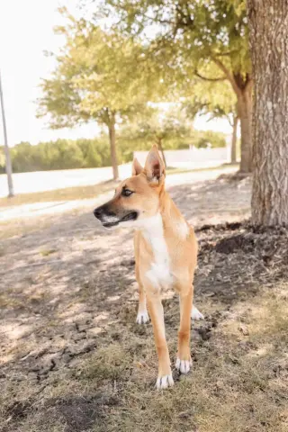 Kira