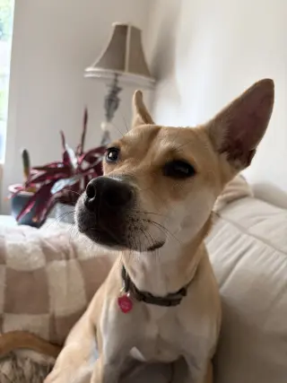 Arabella