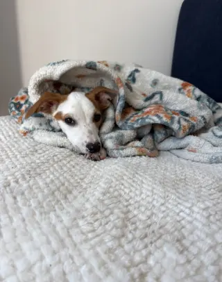 Monty