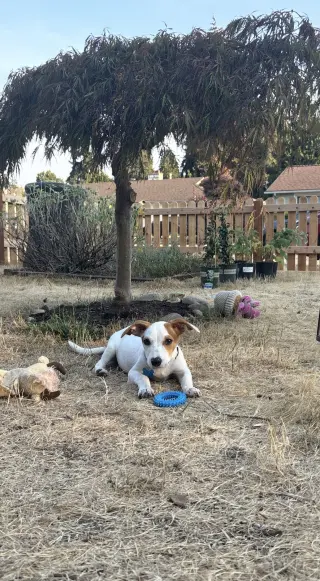 Monty