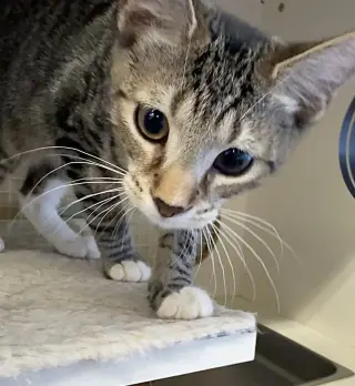 Klondike- Meet at Petco on Jonestown rd.!!