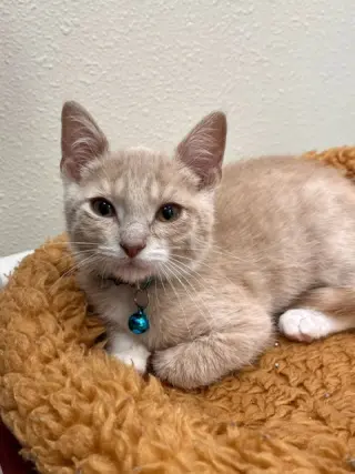 Zak