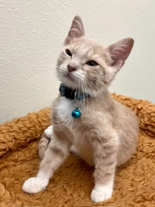 Zak